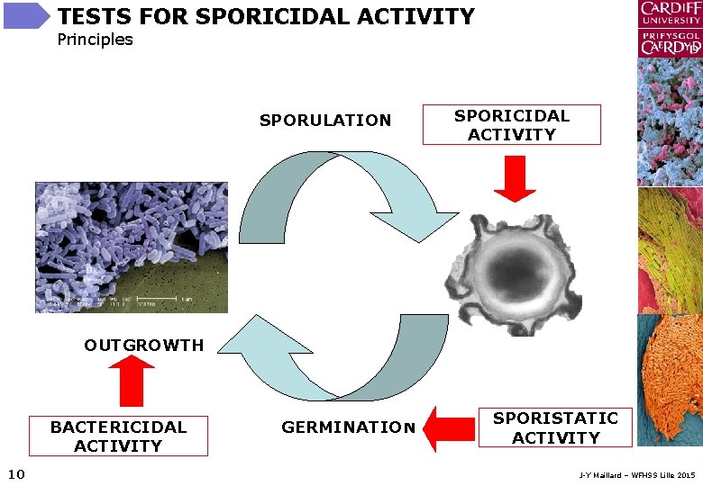 TESTS FOR SPORICIDAL ACTIVITY Principles SPORULATION SPORICIDAL ACTIVITY OUTGROWTH BACTERICIDAL ACTIVITY 10 GERMINATION SPORISTATIC