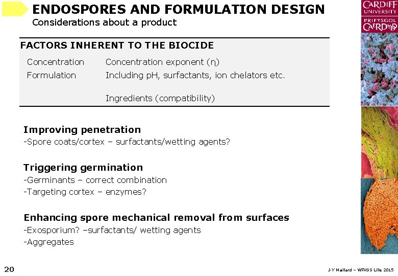 ENDOSPORES AND FORMULATION DESIGN Considerations about a product FACTORS INHERENT TO THE BIOCIDE Concentration