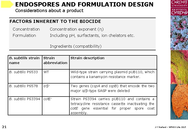 ENDOSPORES AND FORMULATION DESIGN Considerations about a product FACTORS INHERENT TO THE BIOCIDE Concentration