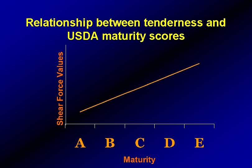 Relationship between tenderness and USDA maturity scores 