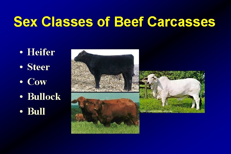 Sex Classes of Beef Carcasses • • • Heifer Steer Cow Bullock Bull 