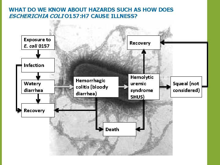 WHAT DO WE KNOW ABOUT HAZARDS SUCH AS HOW DOES ESCHERICHIA COLI O 157:
