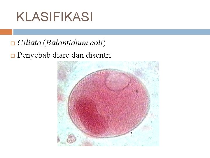 KLASIFIKASI Ciliata (Balantidium coli) Penyebab diare dan disentri 