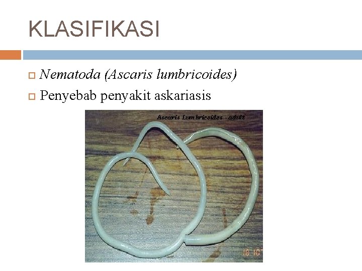 KLASIFIKASI Nematoda (Ascaris lumbricoides) Penyebab penyakit askariasis 