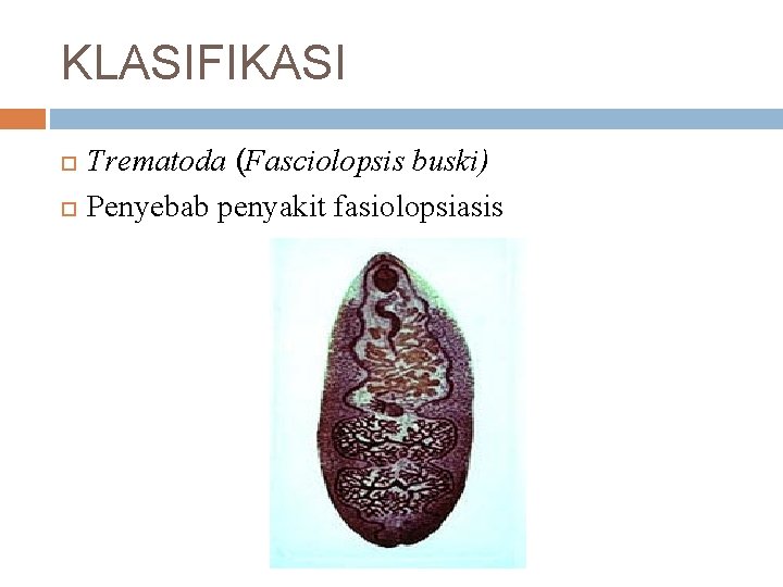 KLASIFIKASI Trematoda (Fasciolopsis buski) Penyebab penyakit fasiolopsiasis 