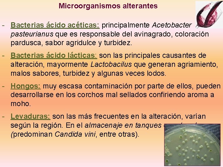  Microorganismos alterantes - Bacterias ácido acéticas: principalmente Acetobacter pasteurianus que es responsable del