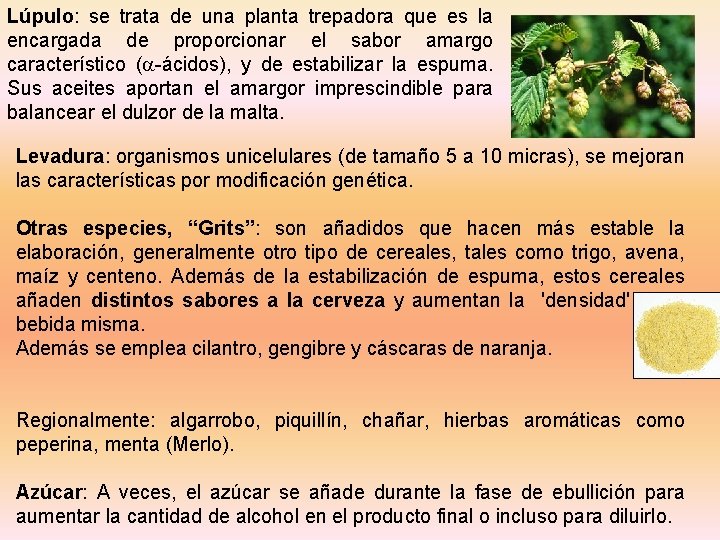 Lúpulo: se trata de una planta trepadora que es la encargada de proporcionar el