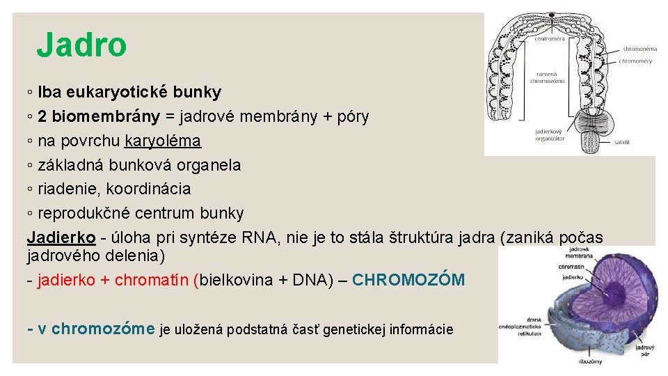 Jadro ◦ Iba eukaryotické bunky ◦ 2 biomembrány = jadrové membrány + póry ◦