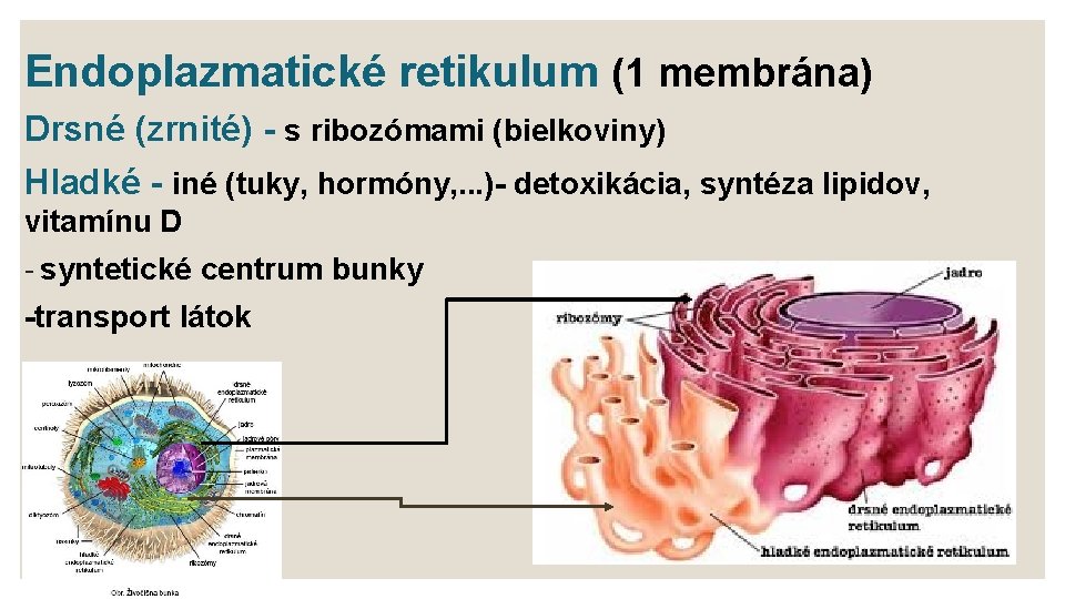 Endoplazmatické retikulum (1 membrána) Drsné (zrnité) - s ribozómami (bielkoviny) Hladké - iné (tuky,