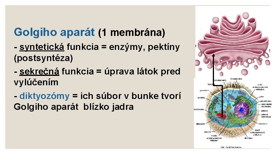 Golgiho aparát (1 membrána) - syntetická funkcia = enzýmy, pektíny (postsyntéza) - sekrečná funkcia