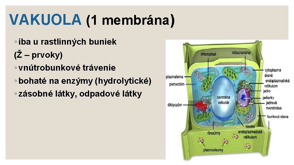 VAKUOLA (1 membrána) ◦ iba u rastlinných buniek (Ž – prvoky) ◦ vnútrobunkové trávenie