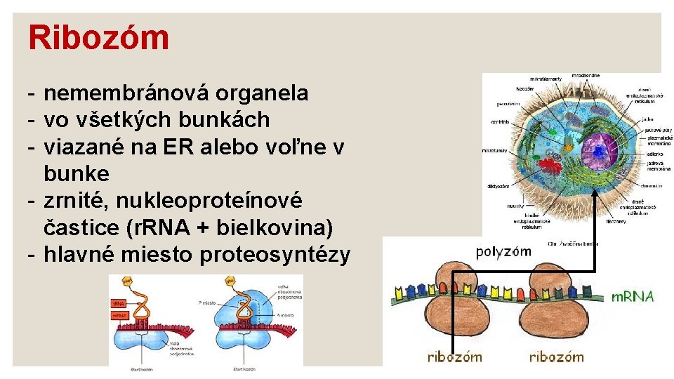 Ribozóm - nemembránová organela - vo všetkých bunkách - viazané na ER alebo voľne