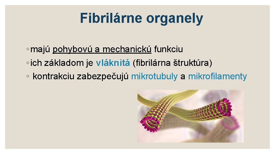 Fibrilárne organely ◦ majú pohybovú a mechanickú funkciu ◦ ich základom je vláknitá (fibrilárna
