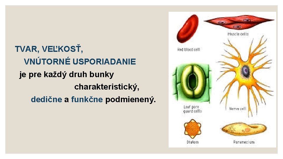 TVAR, VEĽKOSŤ, VNÚTORNÉ USPORIADANIE je pre každý druh bunky charakteristický, dedične a funkčne podmienený.