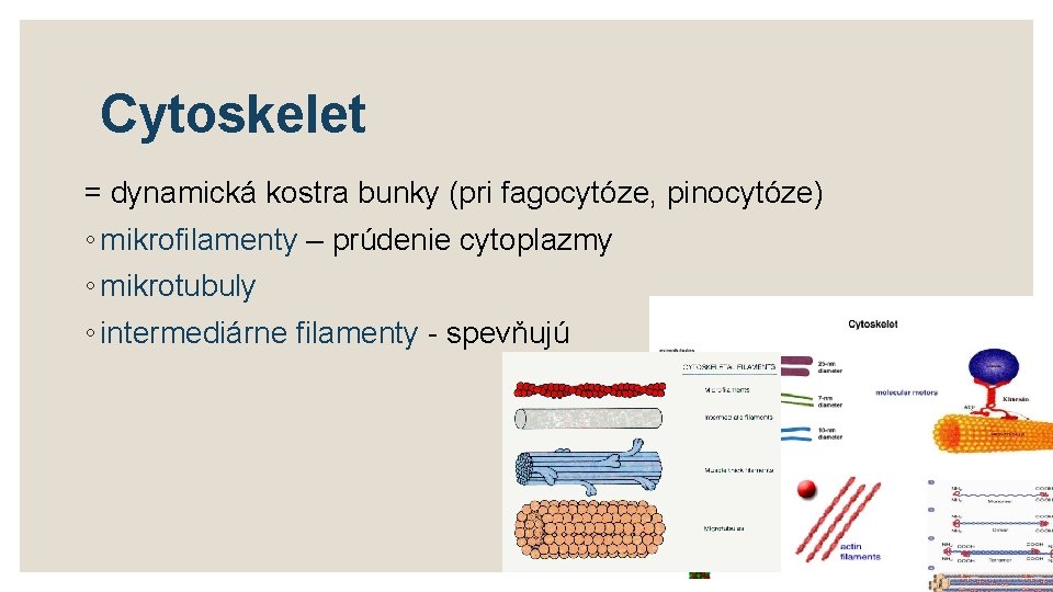 Cytoskelet = dynamická kostra bunky (pri fagocytóze, pinocytóze) ◦ mikrofilamenty – prúdenie cytoplazmy ◦