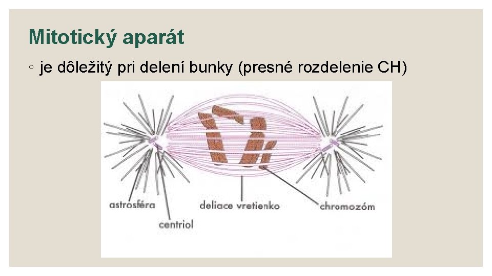 Mitotický aparát ◦ je dôležitý pri delení bunky (presné rozdelenie CH) 