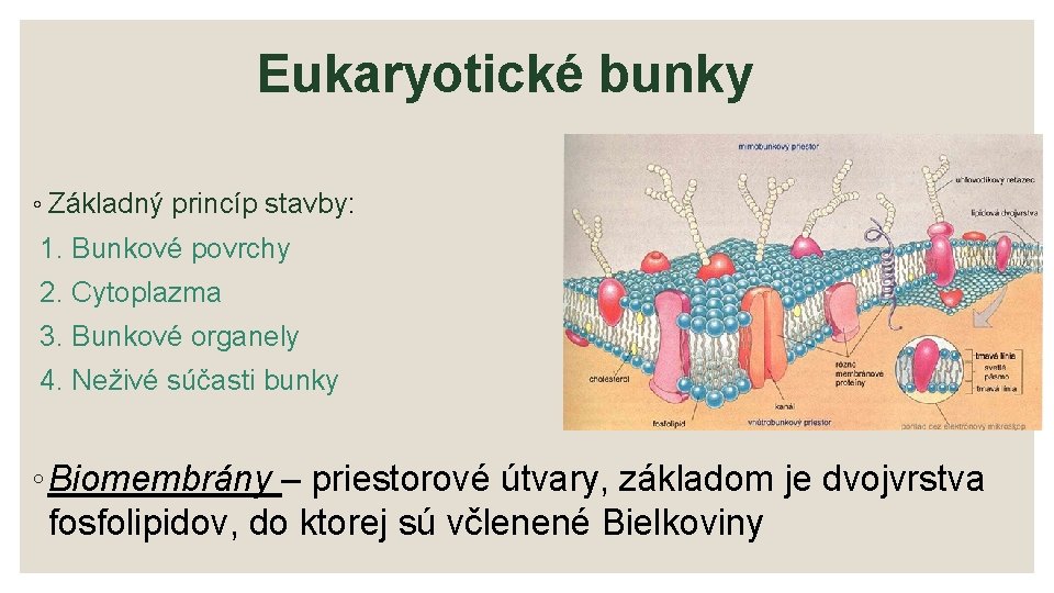 Eukaryotické bunky ◦ Základný princíp stavby: 1. Bunkové povrchy 2. Cytoplazma 3. Bunkové organely