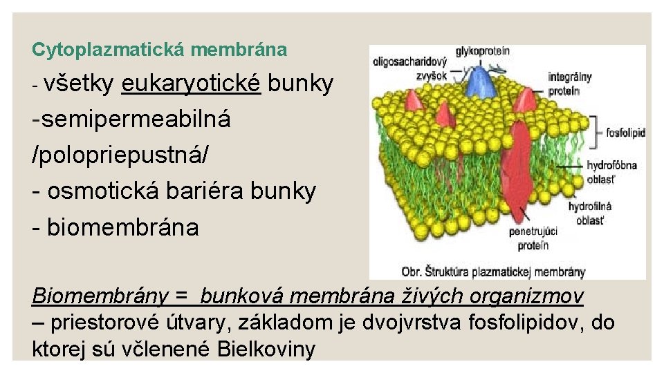 Cytoplazmatická membrána - všetky eukaryotické bunky - semipermeabilná /polopriepustná/ - osmotická bariéra bunky -