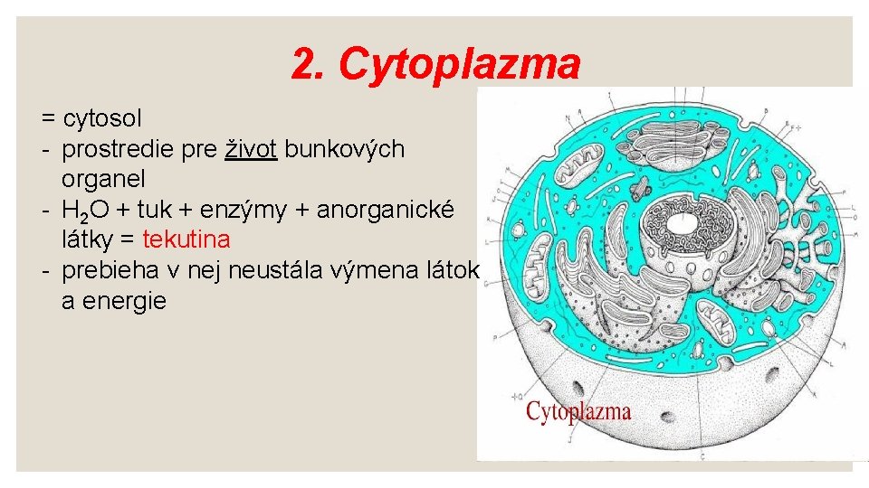 2. Cytoplazma = cytosol - prostredie pre život bunkových organel - H 2 O