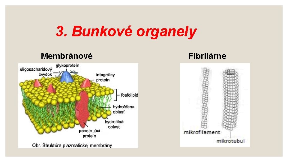 3. Bunkové organely Membránové Fibrilárne 