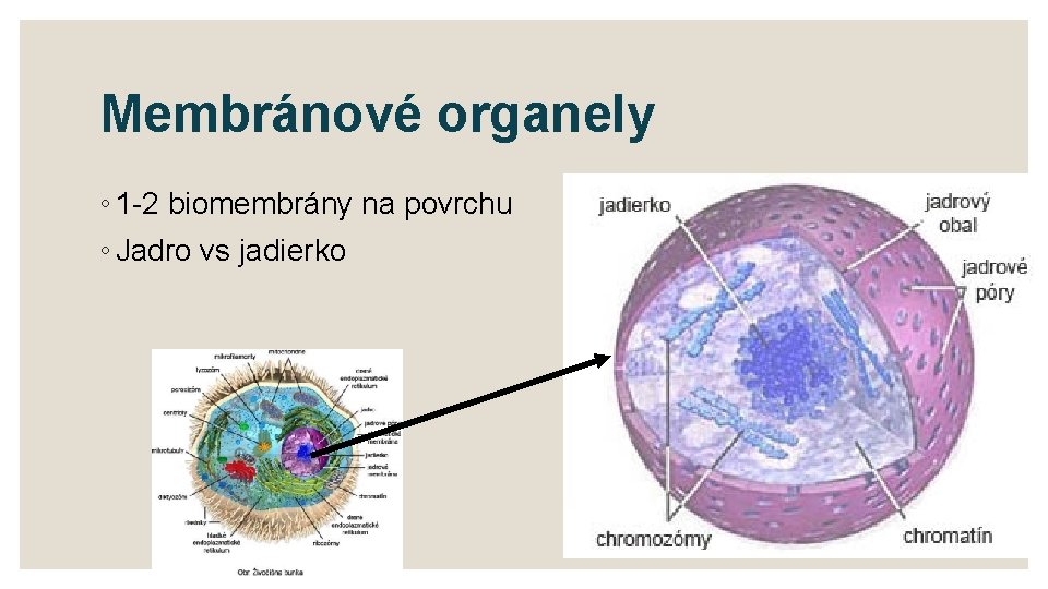 Membránové organely ◦ 1 -2 biomembrány na povrchu ◦ Jadro vs jadierko 