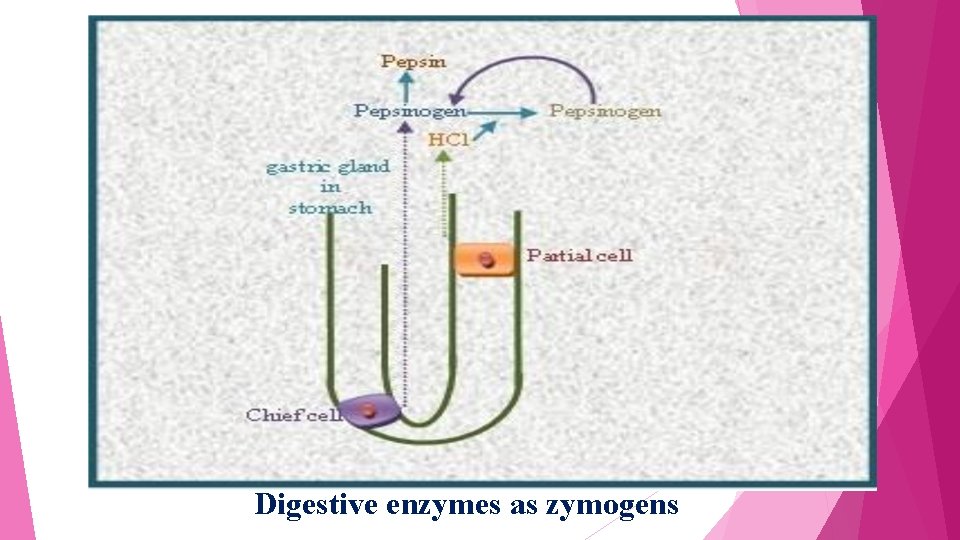 Digestive enzymes as zymogens 