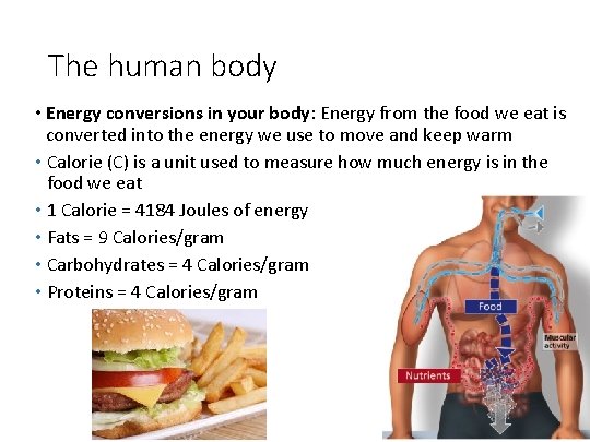 The human body • Energy conversions in your body: Energy from the food we