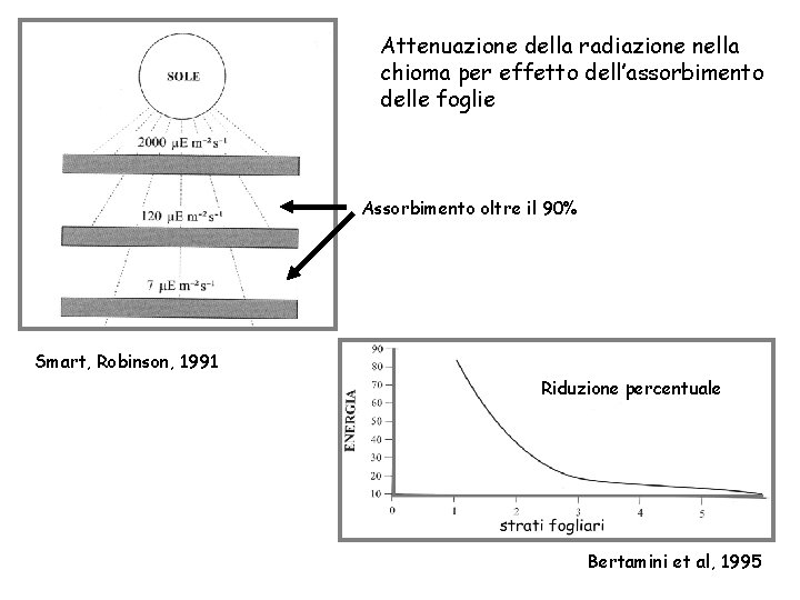 Attenuazione della radiazione nella chioma per effetto dell’assorbimento delle foglie Assorbimento oltre il 90%