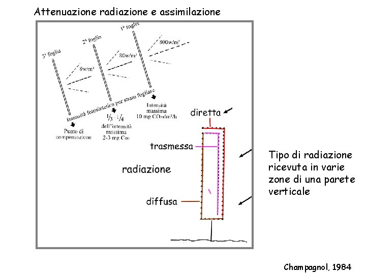 Attenuazione radiazione e assimilazione Tipo di radiazione ricevuta in varie zone di una parete