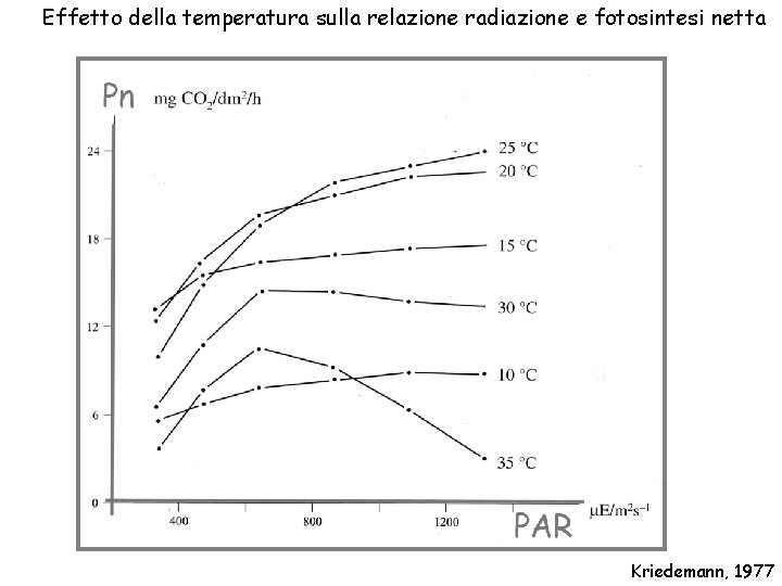 Effetto della temperatura sulla relazione radiazione e fotosintesi netta Kriedemann, 1977 