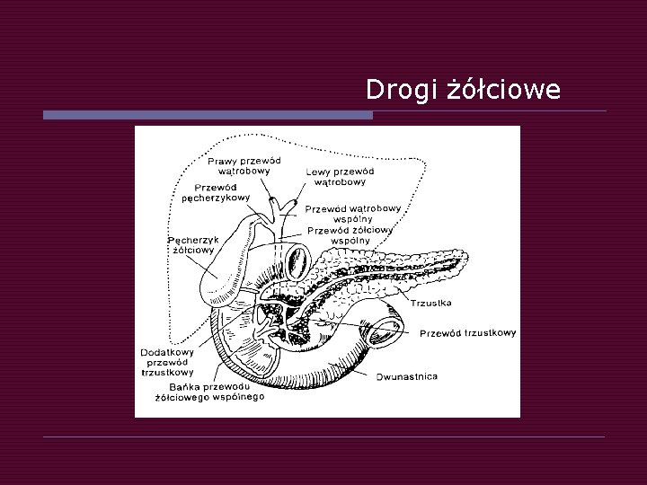 Drogi żółciowe 