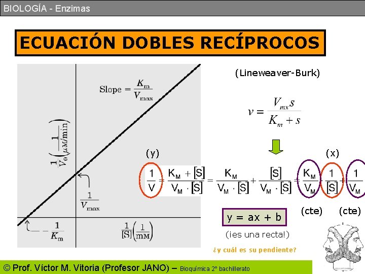 BIOLOGÍA - Enzimas ECUACIÓN DOBLES RECÍPROCOS (Lineweaver-Burk) (y) (x) y = ax + b