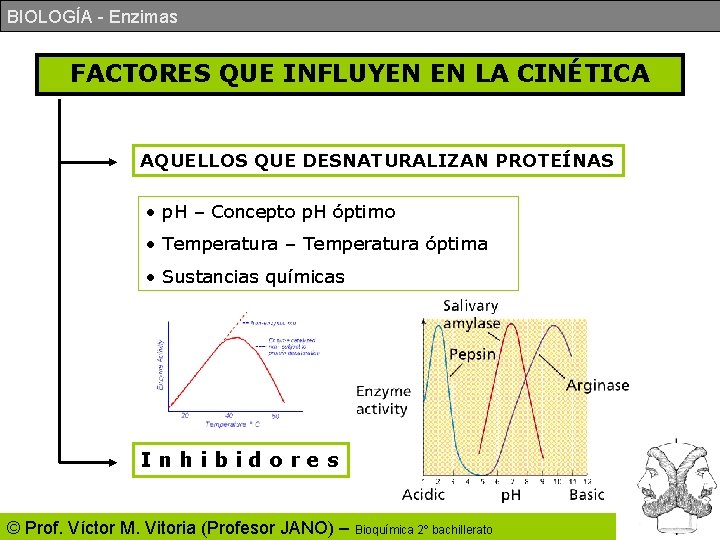 BIOLOGÍA - Enzimas FACTORES QUE INFLUYEN EN LA CINÉTICA AQUELLOS QUE DESNATURALIZAN PROTEÍNAS •