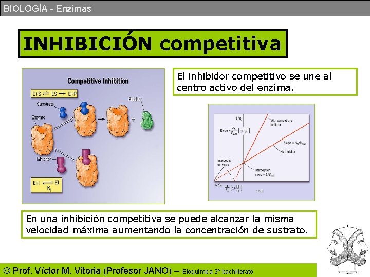 BIOLOGÍA - Enzimas INHIBICIÓN competitiva El inhibidor competitivo se une al centro activo del BIOLOGÍA - Enzimas INHIBICIÓN competitiva El inhibidor competitivo se une al centro activo del
