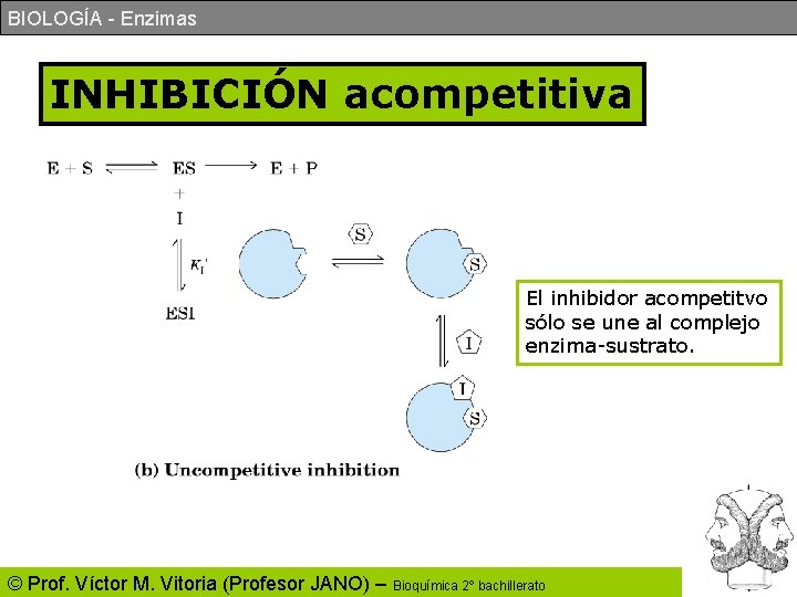 BIOLOGÍA - Enzimas INHIBICIÓN acompetitiva El inhibidor acompetitvo sólo se une al complejo enzima-sustrato.