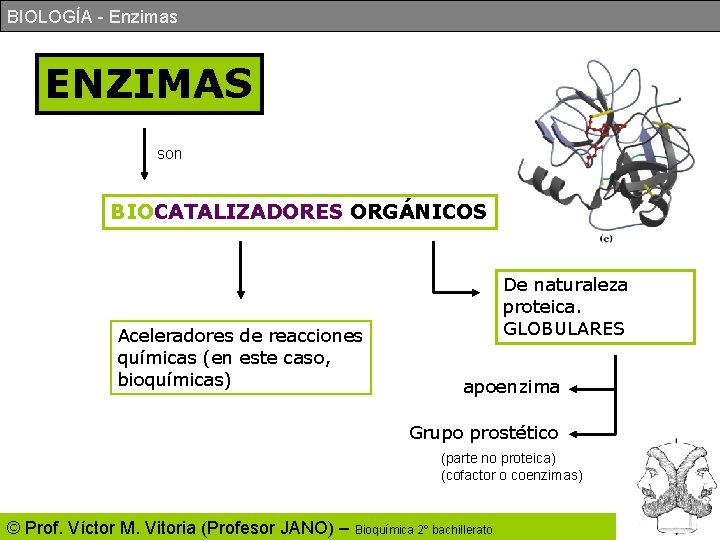 BIOLOGÍA - Enzimas ENZIMAS son BIOCATALIZADORES ORGÁNICOS Aceleradores de reacciones químicas (en este caso, BIOLOGÍA - Enzimas ENZIMAS son BIOCATALIZADORES ORGÁNICOS Aceleradores de reacciones químicas (en este caso,