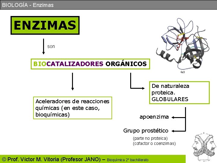 BIOLOGÍA - Enzimas ENZIMAS son BIOCATALIZADORES ORGÁNICOS Aceleradores de reacciones químicas (en este caso,