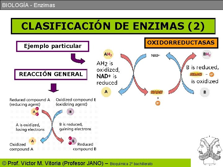 BIOLOGÍA - Enzimas CLASIFICACIÓN DE ENZIMAS (2) Ejemplo particular OXIDORREDUCTASAS REACCIÓN GENERAL © Prof. BIOLOGÍA - Enzimas CLASIFICACIÓN DE ENZIMAS (2) Ejemplo particular OXIDORREDUCTASAS REACCIÓN GENERAL © Prof.