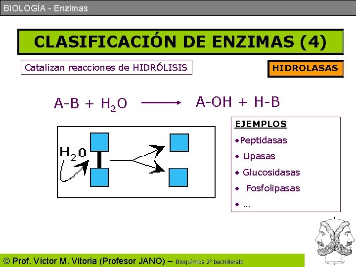BIOLOGÍA - Enzimas CLASIFICACIÓN DE ENZIMAS (4) Catalizan reacciones de HIDRÓLISIS A-B + H BIOLOGÍA - Enzimas CLASIFICACIÓN DE ENZIMAS (4) Catalizan reacciones de HIDRÓLISIS A-B + H