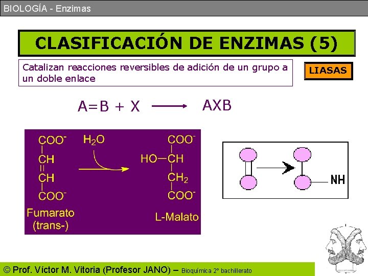 BIOLOGÍA - Enzimas CLASIFICACIÓN DE ENZIMAS (5) Catalizan reacciones reversibles de adición de un BIOLOGÍA - Enzimas CLASIFICACIÓN DE ENZIMAS (5) Catalizan reacciones reversibles de adición de un