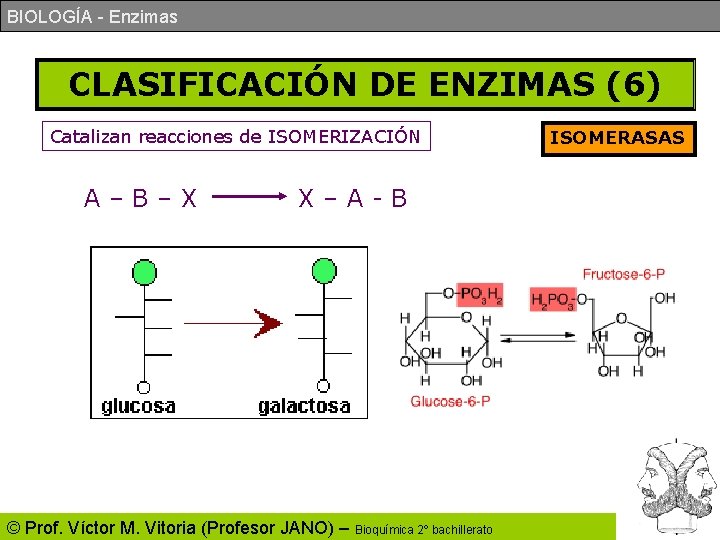 BIOLOGÍA - Enzimas CLASIFICACIÓN DE ENZIMAS (6) Catalizan reacciones de ISOMERIZACIÓN A–B–X X–A-B © BIOLOGÍA - Enzimas CLASIFICACIÓN DE ENZIMAS (6) Catalizan reacciones de ISOMERIZACIÓN A–B–X X–A-B ©