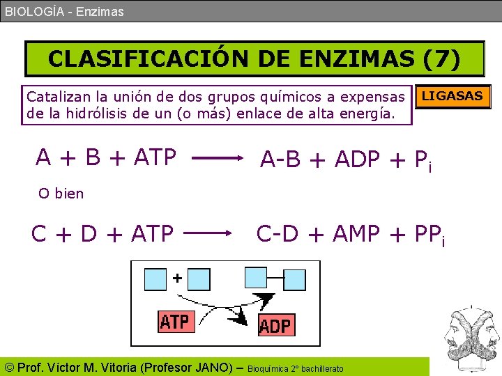 BIOLOGÍA - Enzimas CLASIFICACIÓN DE ENZIMAS (7) Catalizan la unión de dos grupos químicos