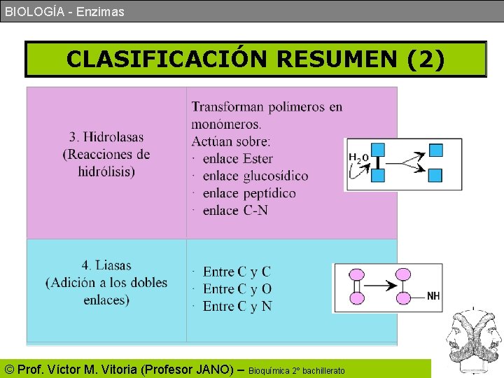 BIOLOGÍA - Enzimas CLASIFICACIÓN RESUMEN (2) © Prof. Víctor M. Vitoria (Profesor JANO) –