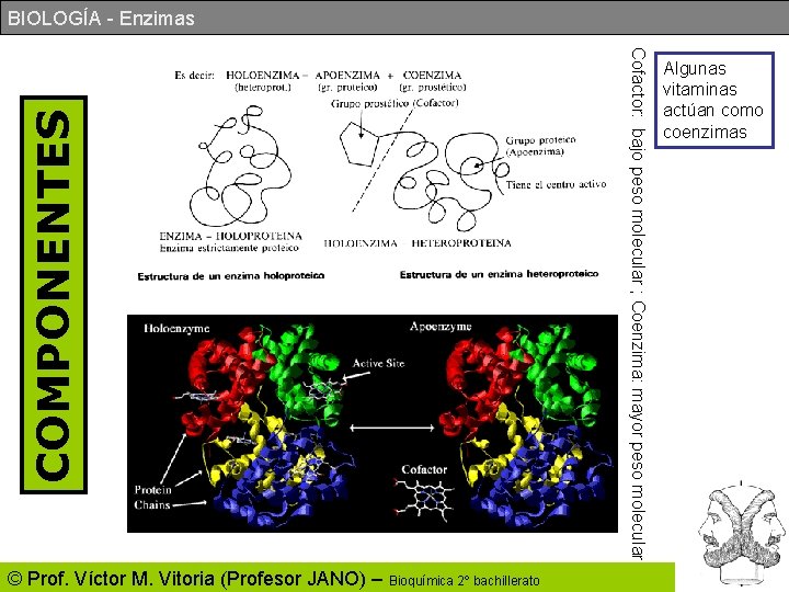 © Prof. Víctor M. Vitoria (Profesor JANO) – Bioquímica 2º bachillerato Cofactor: bajo peso