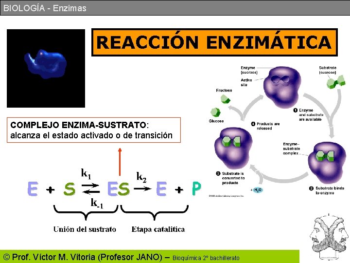 BIOLOGÍA - Enzimas REACCIÓN ENZIMÁTICA COMPLEJO ENZIMA-SUSTRATO: alcanza el estado activado o de transición