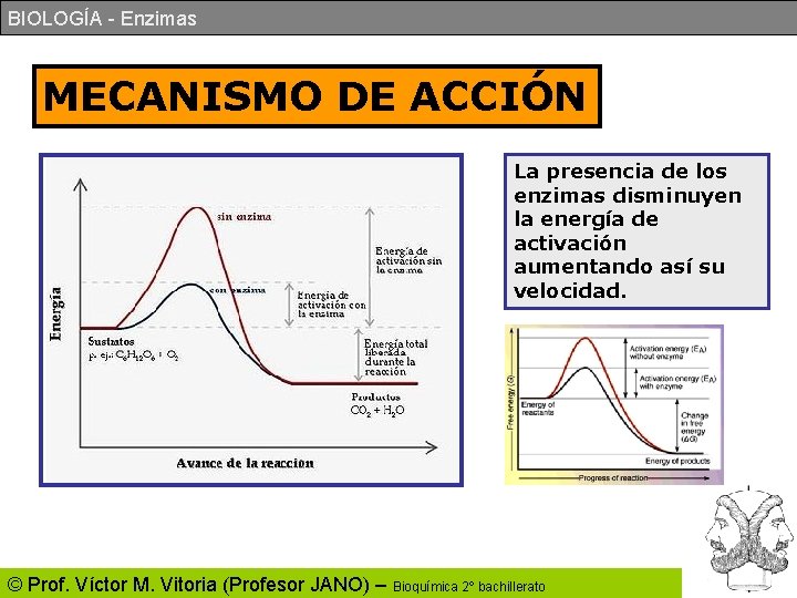 BIOLOGÍA - Enzimas MECANISMO DE ACCIÓN La presencia de los enzimas disminuyen la energía