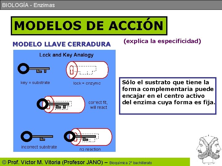 BIOLOGÍA - Enzimas MODELOS DE ACCIÓN MODELO LLAVE CERRADURA (explica la especificidad) Sólo el