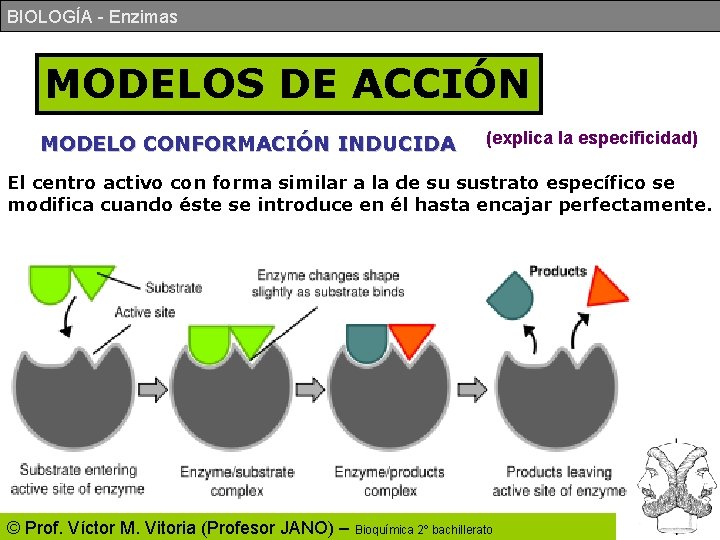 BIOLOGÍA - Enzimas MODELOS DE ACCIÓN MODELO CONFORMACIÓN INDUCIDA (explica la especificidad) El centro