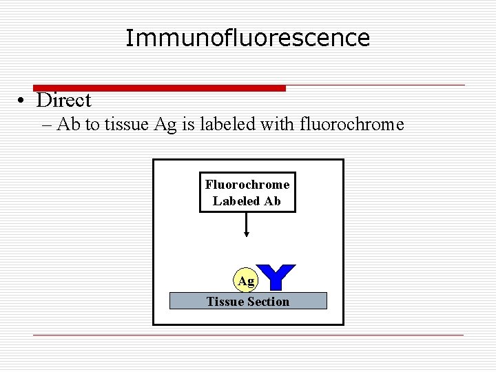 Immunofluorescence • Direct – Ab to tissue Ag is labeled with fluorochrome Fluorochrome Labeled