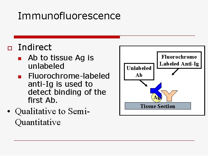 Immunofluorescence o Indirect n n Ab to tissue Ag is unlabeled Fluorochrome-labeled anti-Ig is